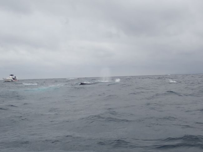 Isla de la Plata & Humpback Whales