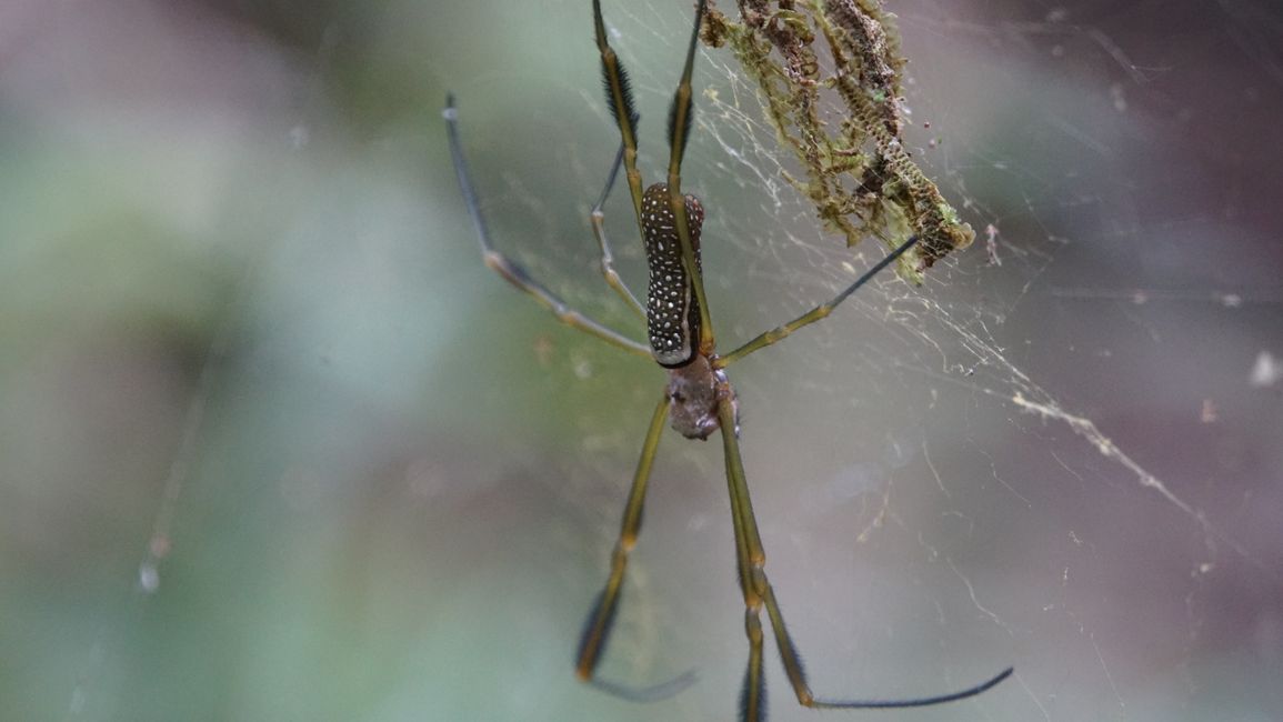 Presumably a golden orb-weaving spider - belongs to the silk spiders