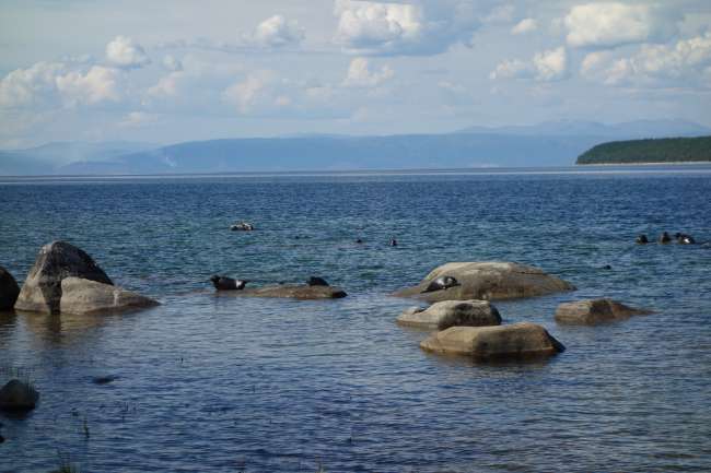 Nerpas - Baikal seals hanging