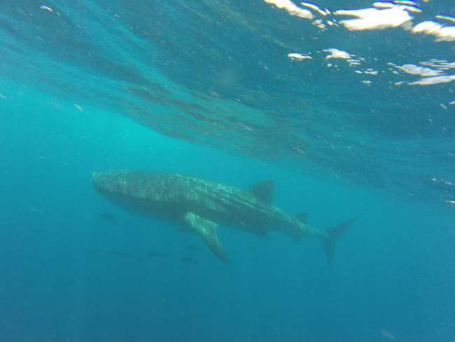 Whale Sharks Isla Mujeres