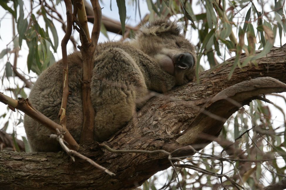 On Raymond Island - Koalas