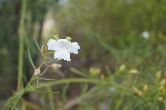 Orchidée ?