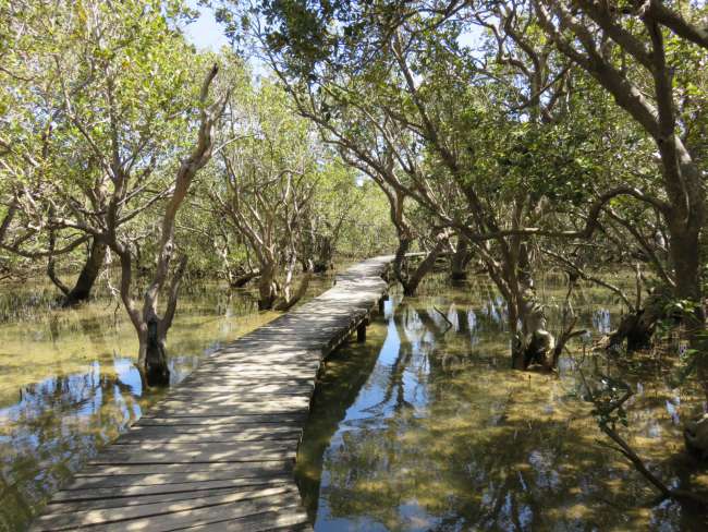 Mangrove paths