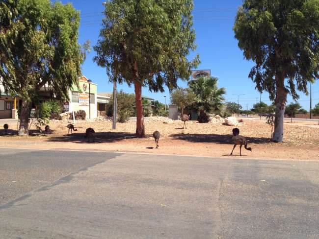 Emus überall