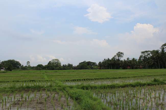 More pictures of the rice fields