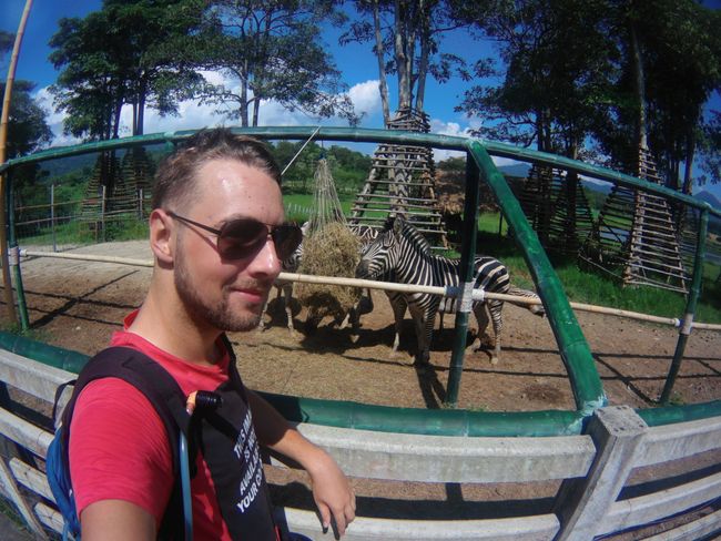 Fahrradtour zu Giraffen und Zebras / Zurück nach Chiang Mai