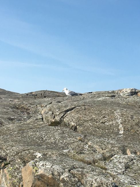 Swedish seagulls know what's good.