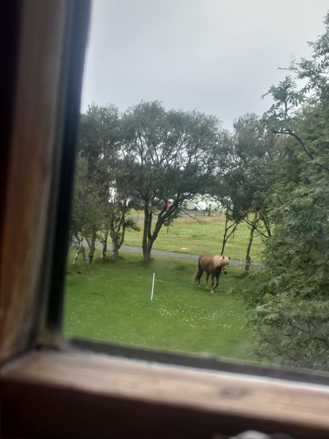Horse pasture right in front of my window