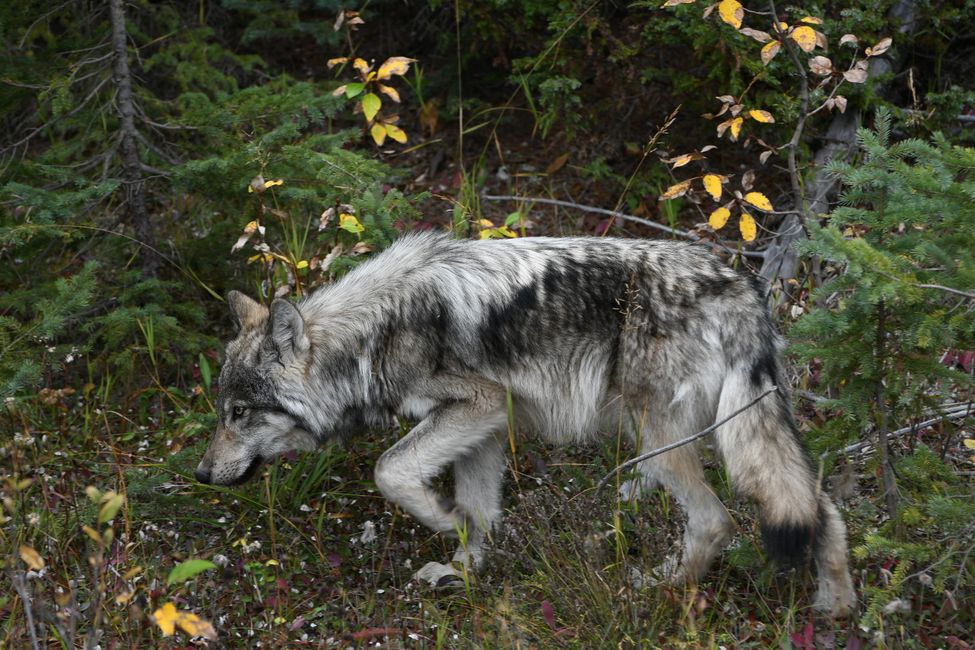Kootenay National Park - Wolf