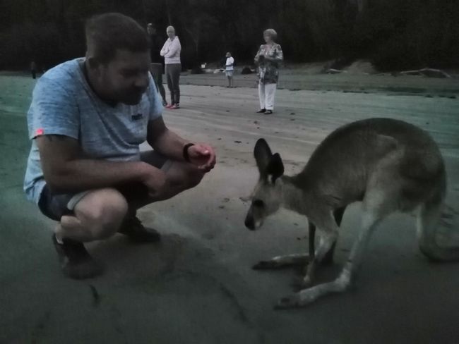Coffee with the kangaroos