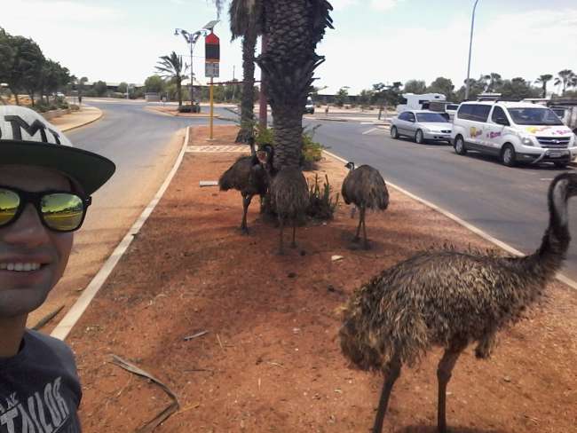 Emus in Exmouth