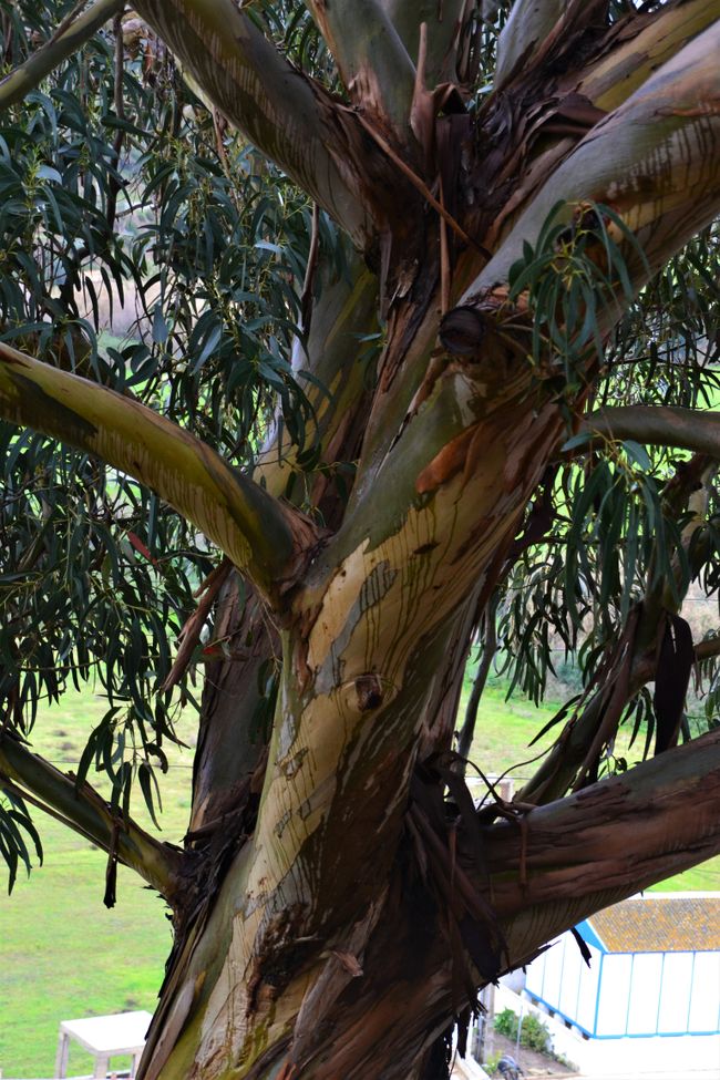 einer meiner geliebten Eukalyptusbäume in  Bordeira...
