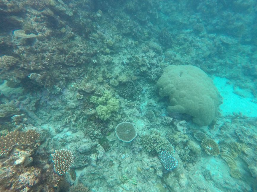 Great Barrier Reef, Cairns, Australia, 5th March 2023