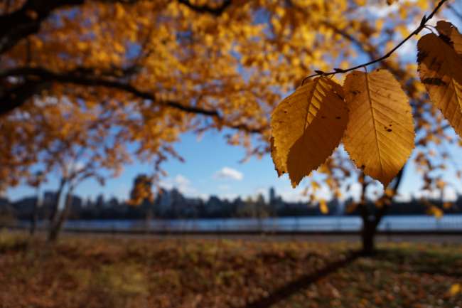 Herbststimung im Central Park