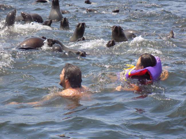 Schwimmen mit den Seelöwen
