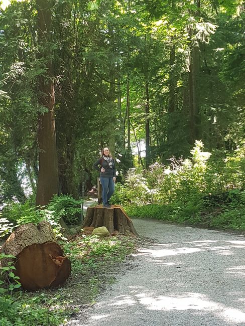 Stanley Park - searching for the raccoons