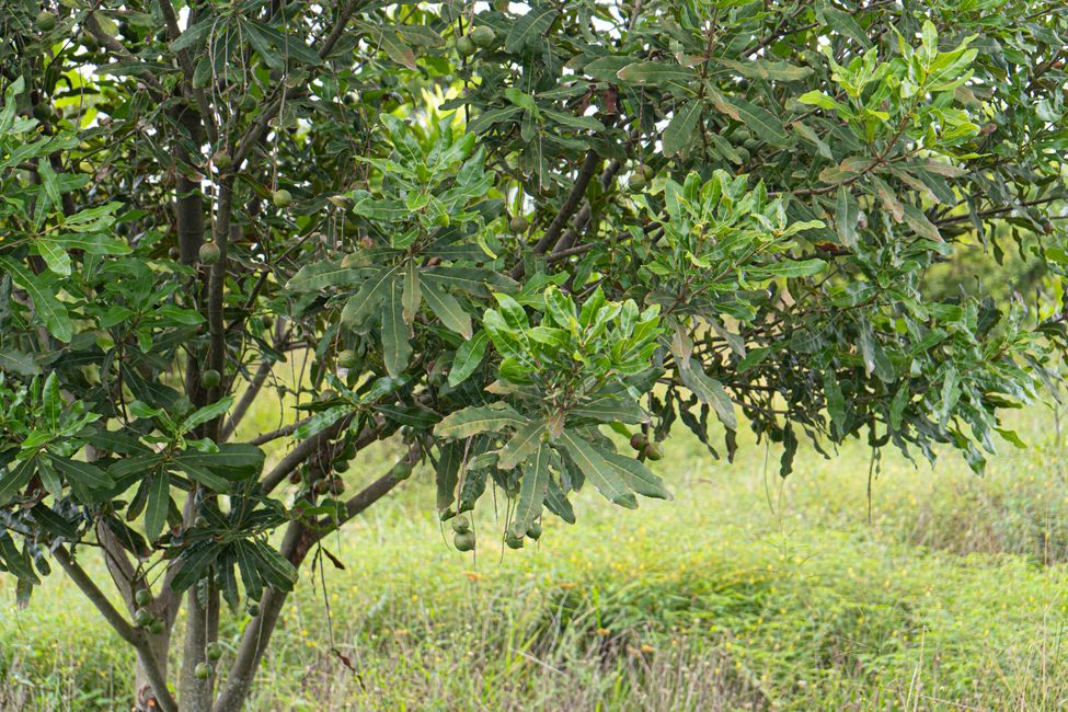 Macadamia-Nüsse