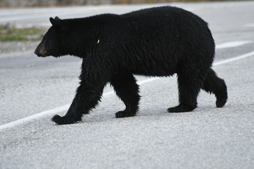 Yoho National Park - Black Bear