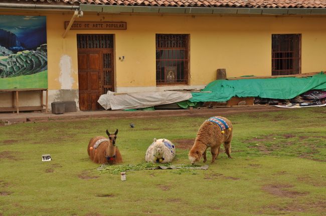 Every green spot in the city is occupied by these intelligent-looking, Andean ruminants