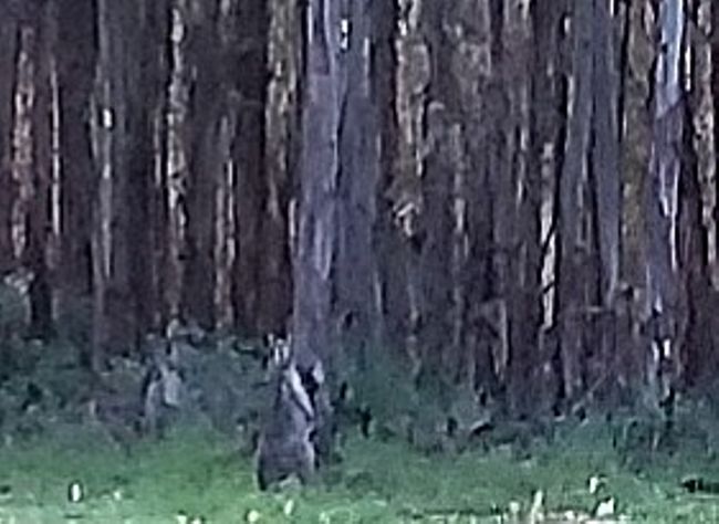 Wer kann hier ein Känguru sehen?