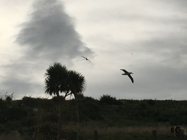 Hier kommt mal ein Albatros geflogen