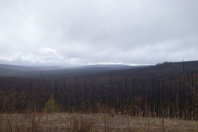 Waldbrandgebiet