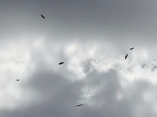 Vultures near Riglos