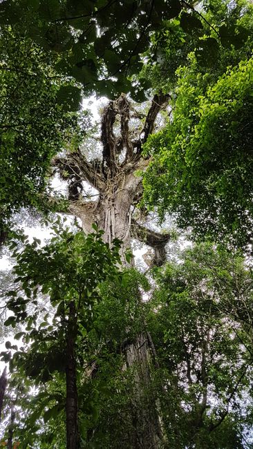 Avatarbaum. 400 Jahre alt