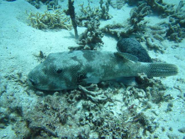 Tag 10: Tauchen Great Barrier Reef vs. Resort
