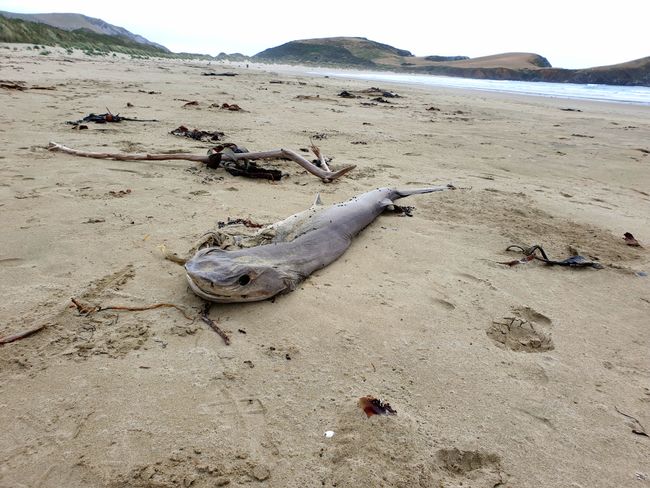 Dead shark discovered during our walk on the beach in Owaka (The Catlins)