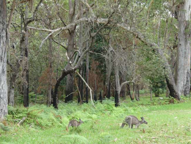 Kangaroes in die woud by Greenfields Beach