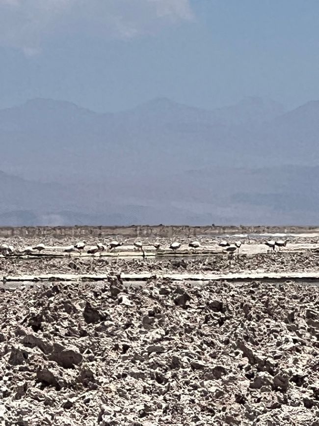 Salar de Atacama, Lagoons
01/30/2023