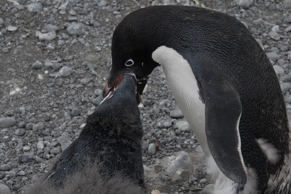 Adelie penguins (feeding)