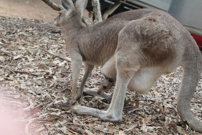 find the baby kangaroo...