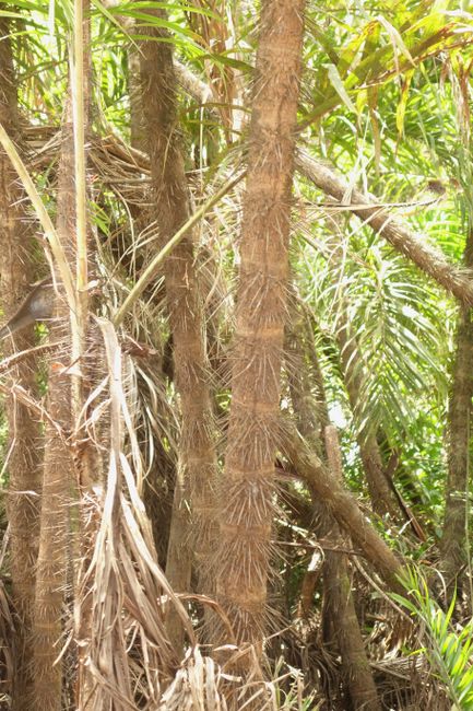 Um die Affen von den Blättern abzuhalten, haben die Palmen ziemlich fiese Dornen entwickelt.