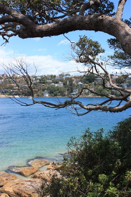 Wander from Spit Bridge to Manly