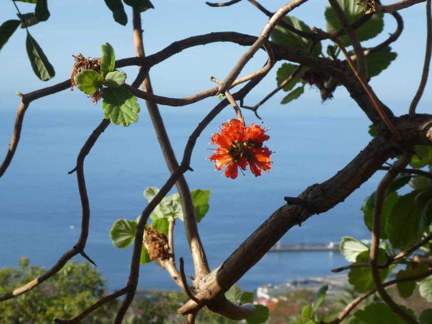Botanical Garden Funchal: Bird of Paradise Flower