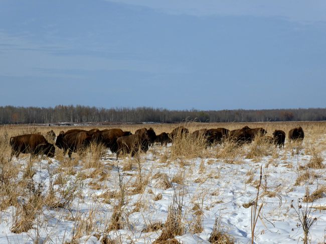 In 'Elk Island National Park' there were a few tough bison