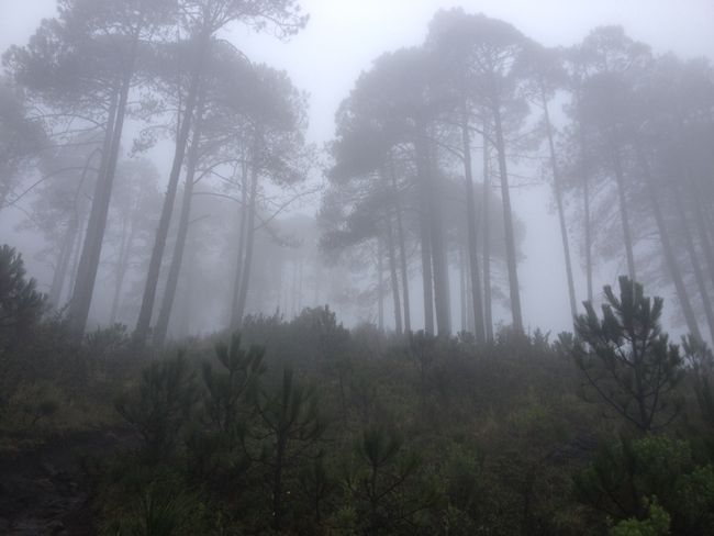 Mal wieder im Nebelwald
