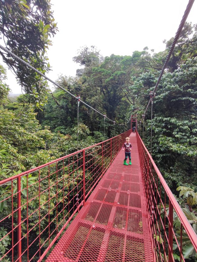 Monteverde Cloud Forest (1.5.22)
