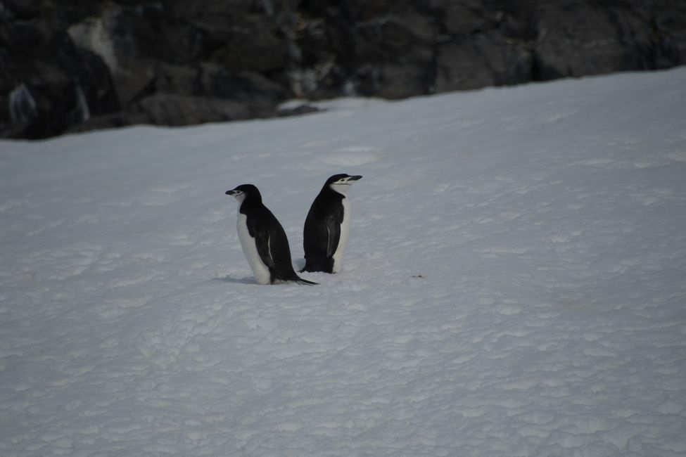Adélie Penguins