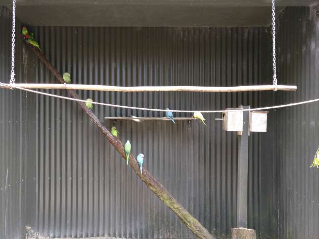 Parakeets at the Kiwi Encounter 2