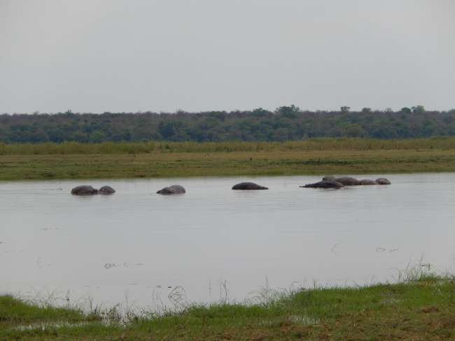 Hippos im Fluss