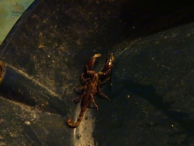Schwarzer Skorpion unterm Bett