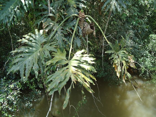 Iguazu - Water masses and jungle