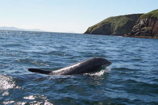 Delfine beobachten in Irland