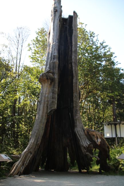 Here's the Hollow-Tree...