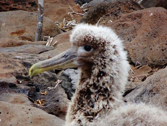 „Das ist glaube ich die schönste Vogelkacke, die ich in meinem Leben gesehen habe“ – Kreuzfahrt durch die Galapagosinseln
