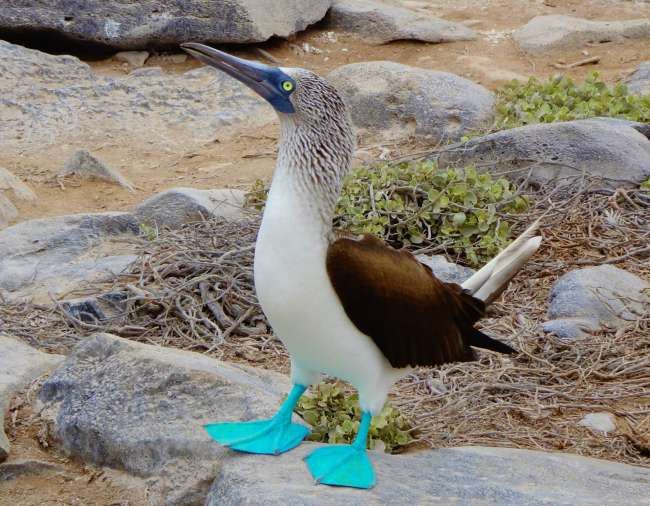 "This is probably the most beautiful bird shit I have ever seen in my life" - Cruise through the Galapagos Islands