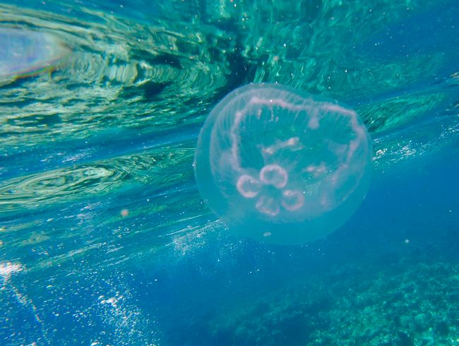 not a stinger & amazing to watch ... jellyfish